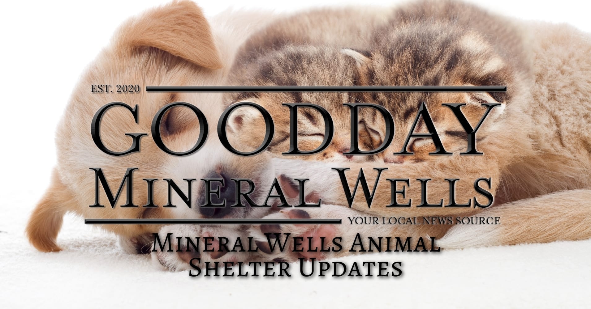 Mineral Wells Animal Shelter Numbers: A Representation of Outstanding  Efforts